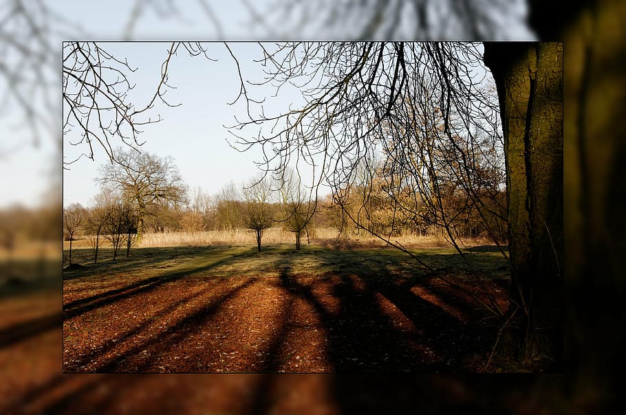 autumn, redecorated, long shadow, frame, fall foliage, golden autumn HD wallpaper