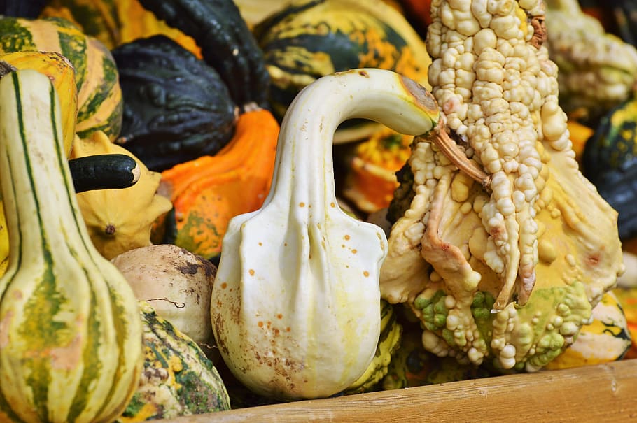 pumpkin, fruit, orange, autumn, cucurbita maxima, choose, large HD wallpaper