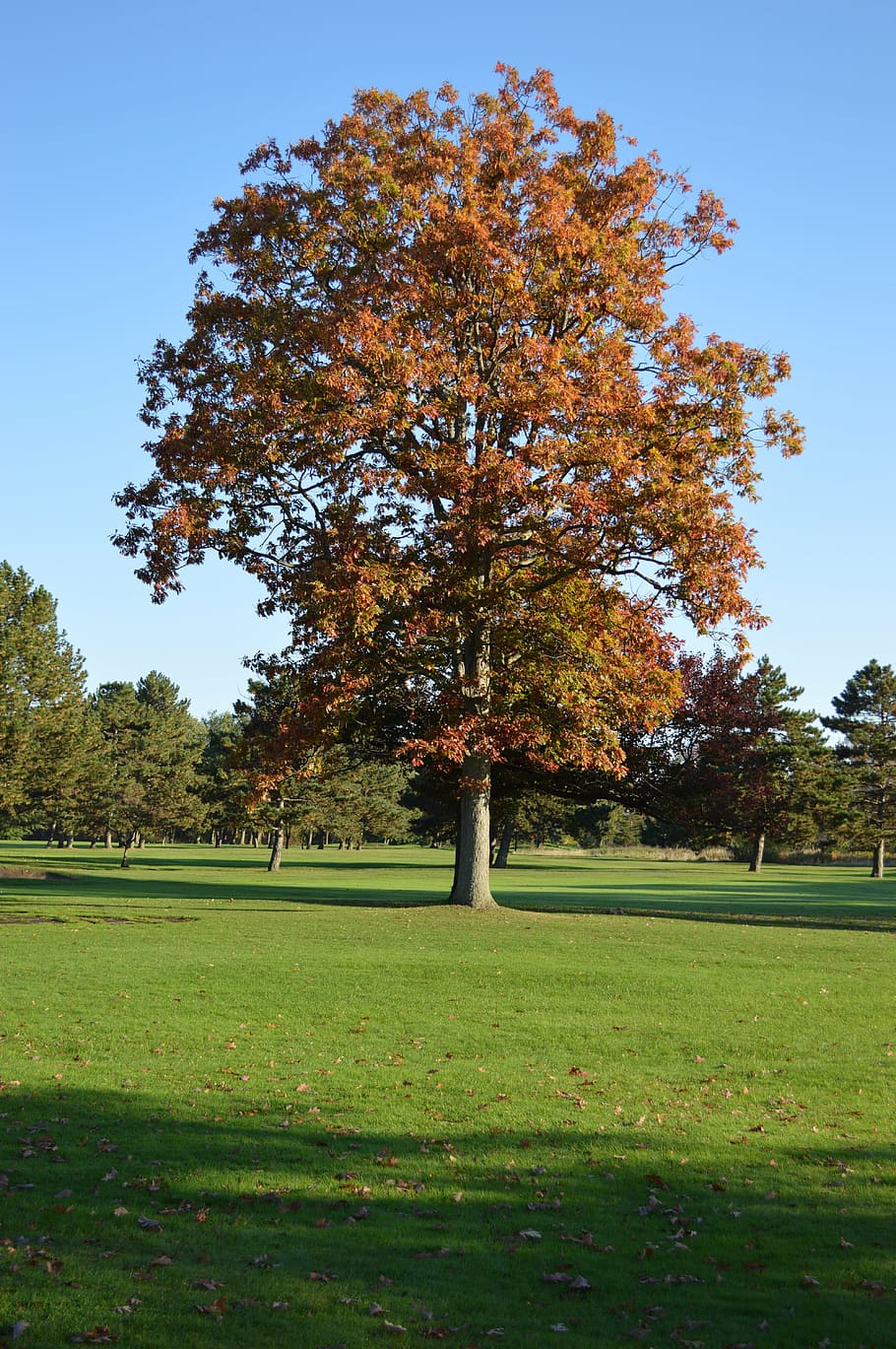 tree, autumn, landscape, nature, seasons, fall, branch, foliage HD wallpaper