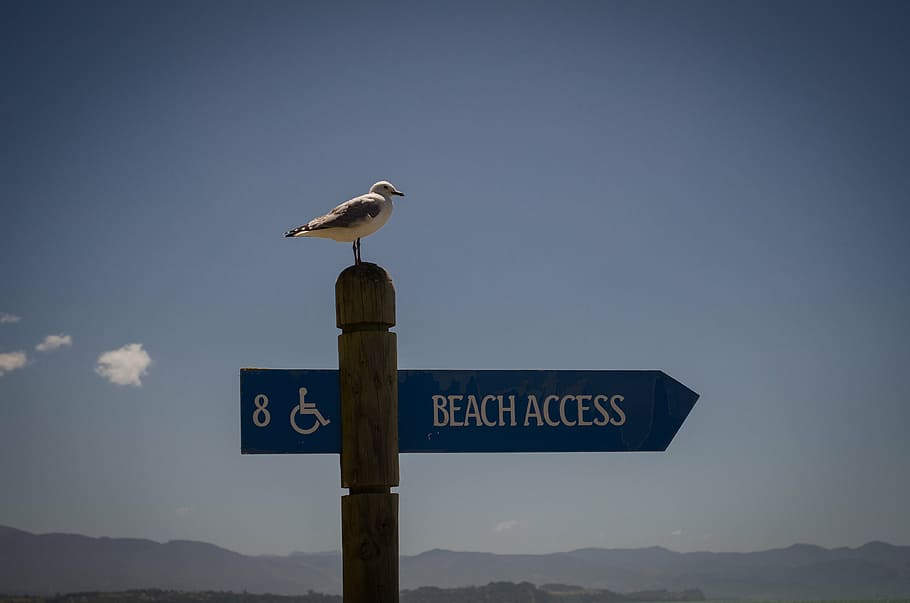 seagull, poster, disabled, sky, sign, text, animal themes, bird HD wallpaper