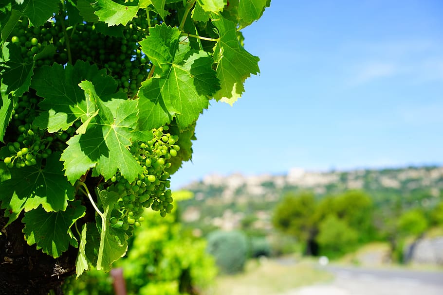 Vines, Grapes, Mature, Gordes, green, france, winegrowing, vineyard HD wallpaper