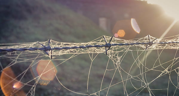 barbed wire, cobwebs, dew, drip, water, beads, autumn, close HD wallpaper