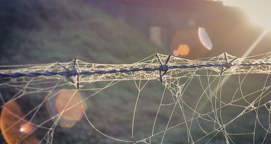 barbed wire, cobwebs, dew, drip, water, beads, autumn, close HD wallpaper