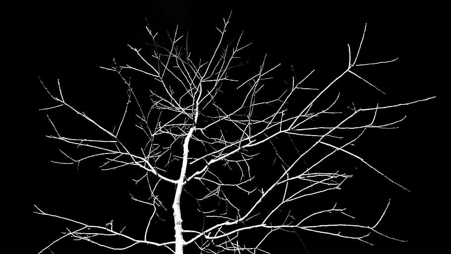 creepy dead trees black and white