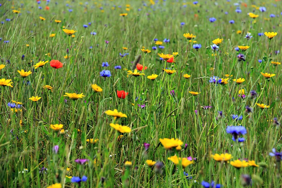 grass, flowers, colour, plant, flowering plant, growth, beauty in nature HD wallpaper