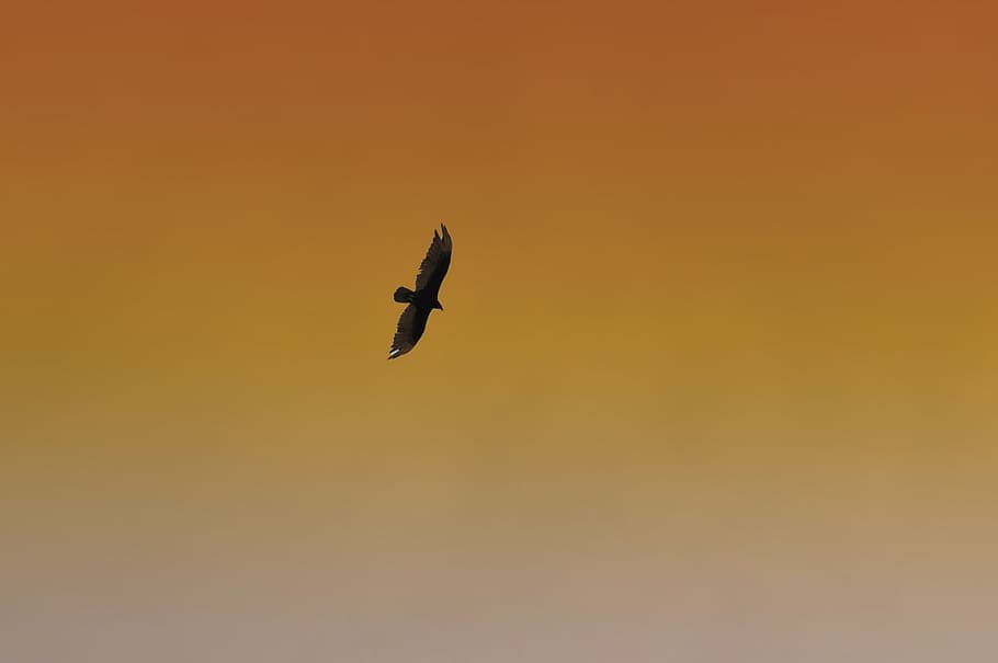 hawk, bird, flying, sky, wildlife, orange, vertebrate, animals in the wild HD wallpaper