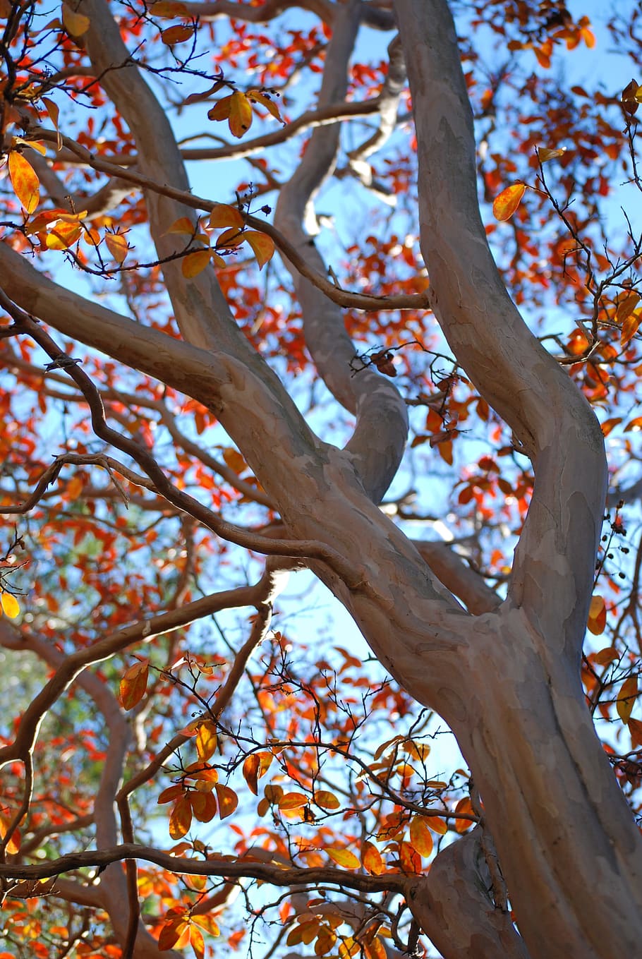 Tree, Trunk, Sleek, Bark, Branches, Fall, sleek bark, orange leaves HD wallpaper