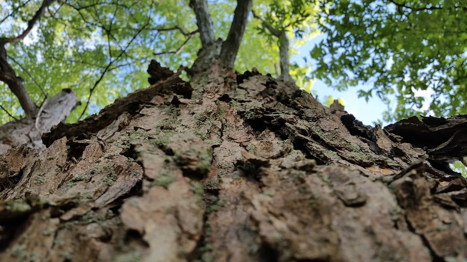 tree, looking up, canopy, nature, branch, branches, blue, outdoors HD wallpaper