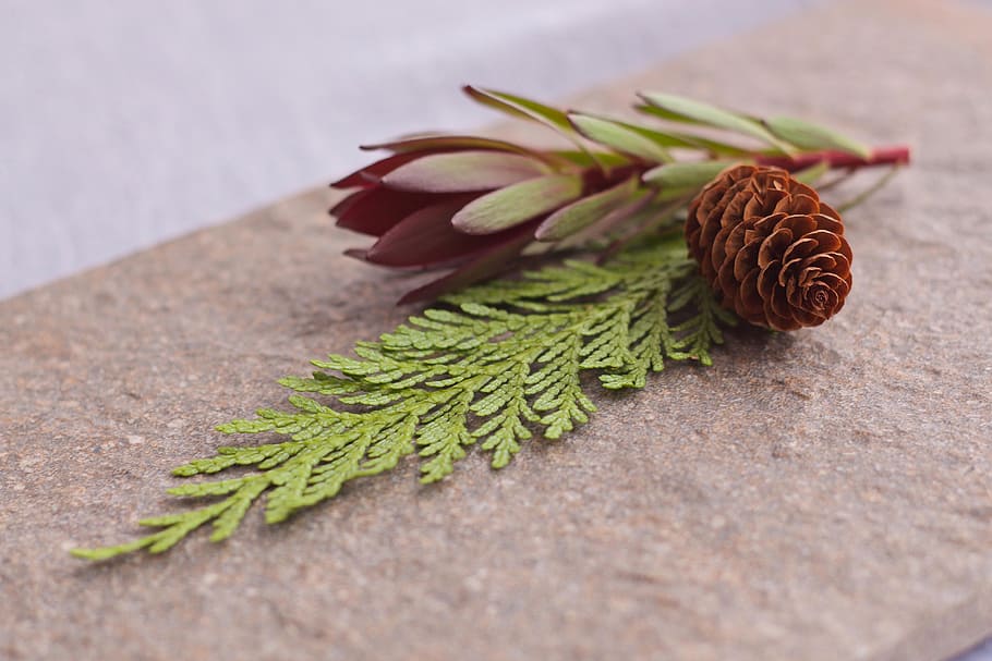 still, life, natural, cone, twig, decorative, macro, closeup HD wallpaper