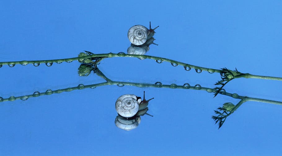 Snails, Shell, Reflection, Mirror, my saturday, blue, no people HD wallpaper