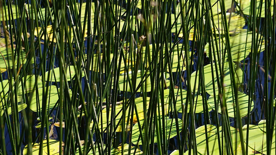 abant, lake abant, lotus, reedy, plant, growth, bamboo - plant, HD wallpaper