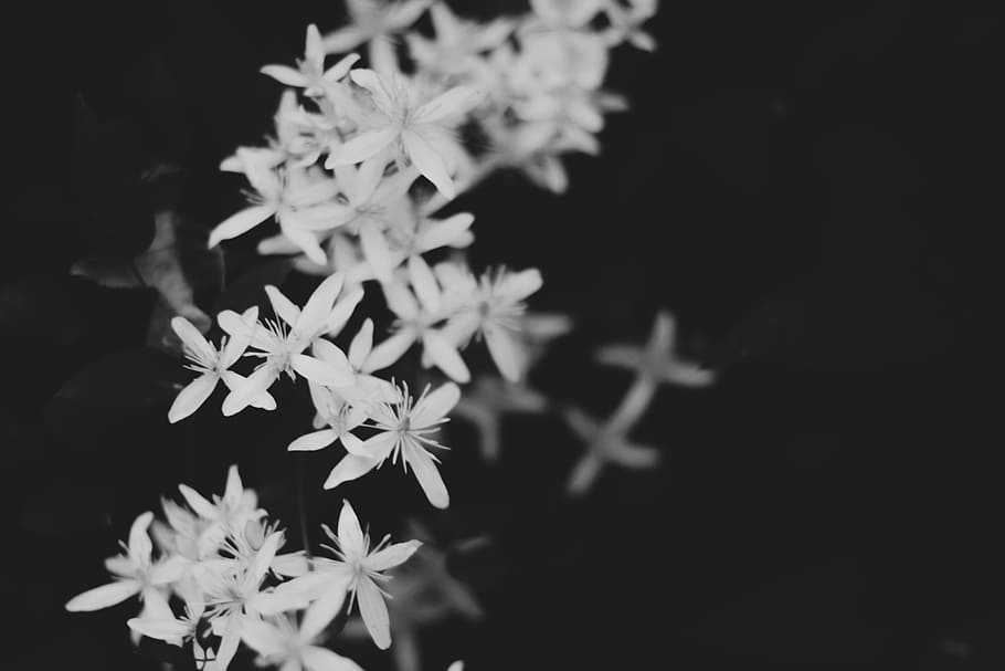 grayscale photography of petaled flowers, grayscale photography of Ixora Cochinea flower HD wallpaper