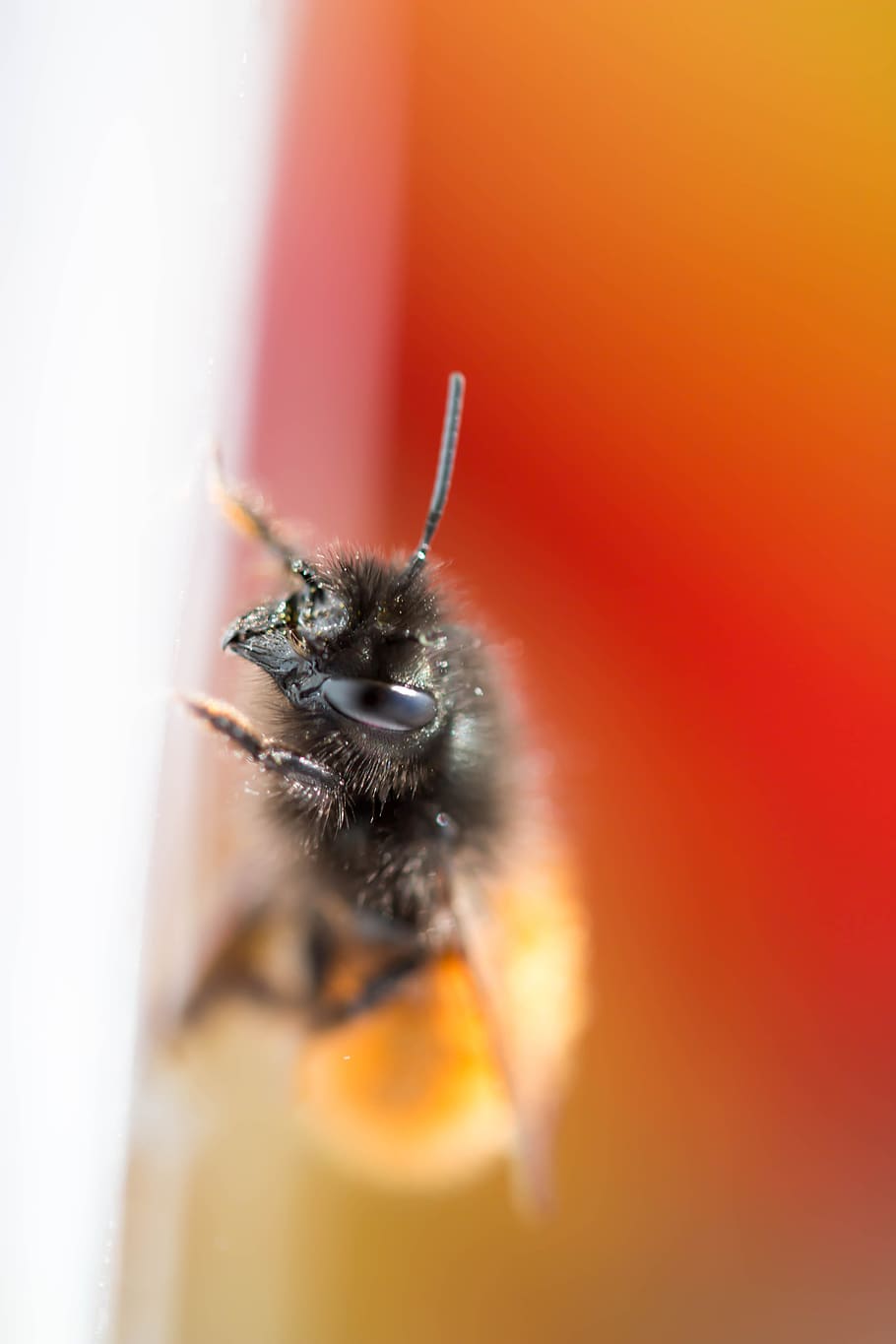 bee, macro, orange, yellow, red, insect, animal themes, invertebrate HD wallpaper