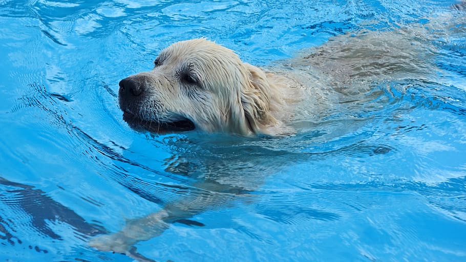 gevolgtrekking . Beschikbaar Hondenzwemmen 1080P, 2K, 4K, 5K HD wallpapers free download | Wallpaper  Flare