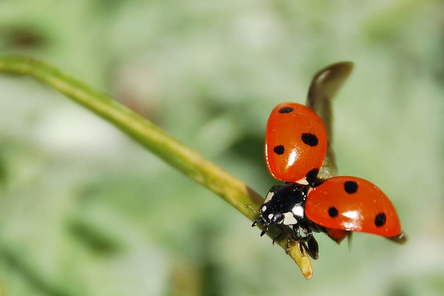 close up photography of ladybug perched on green stem, insect HD wallpaper