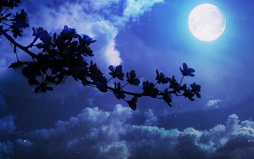 plant silhouette and moon, flowers, casey, spring, luna, night HD wallpaper