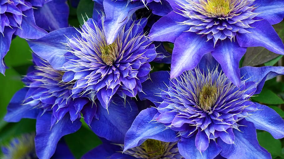 clematis, blossom, bloom, flowering plant, vulnerability, fragility HD wallpaper