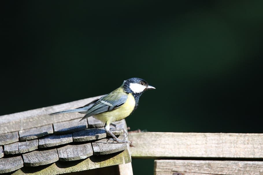 animals, birds, nature, animal themes, one animal, animal wildlife HD wallpaper