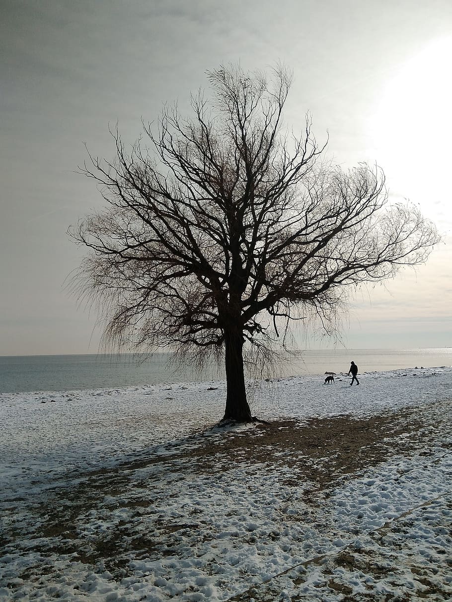 tree, landscape, nature, water, winter, dog, cold, scenic, frozen HD wallpaper