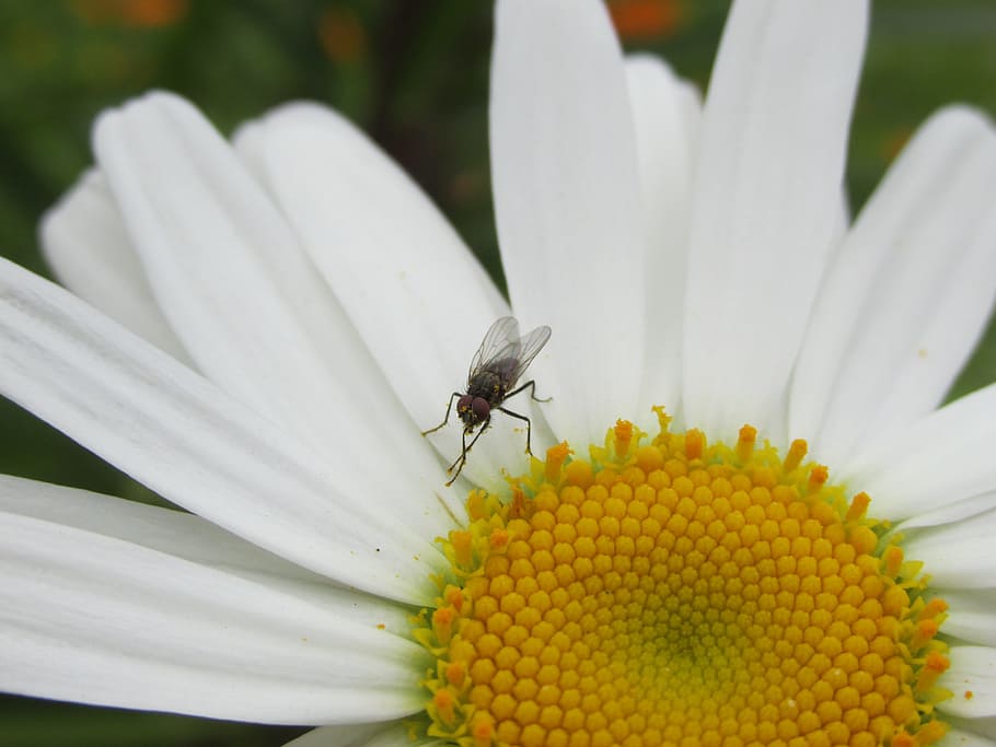 fly, chamomile, flower, nature, cleaning, pollen, yellow, white HD wallpaper
