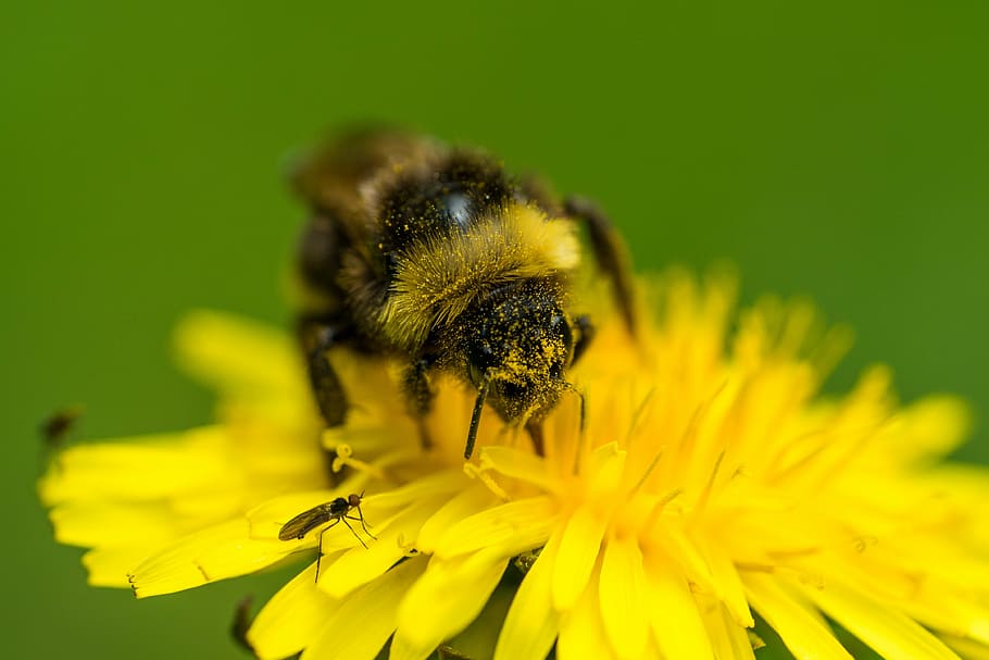 bee, pollination, dandelion, macro, insect, nature, flower HD wallpaper