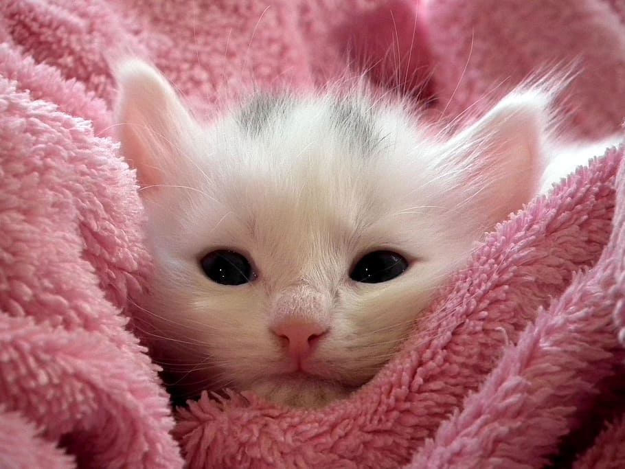 white short-fur kitten on pink bath towel, cat, fluffy cat, cute