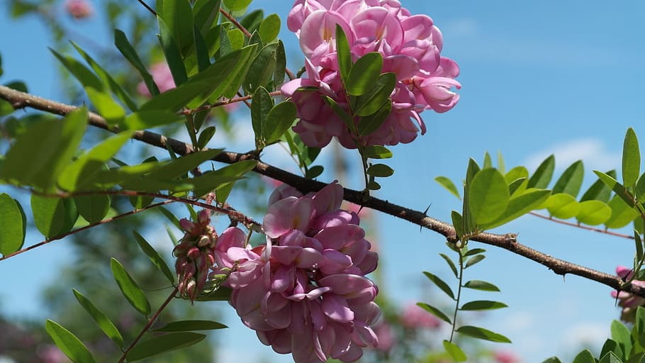 Bush, Spring, Flowers, growth, nature, leaf, plant, freshness HD wallpaper