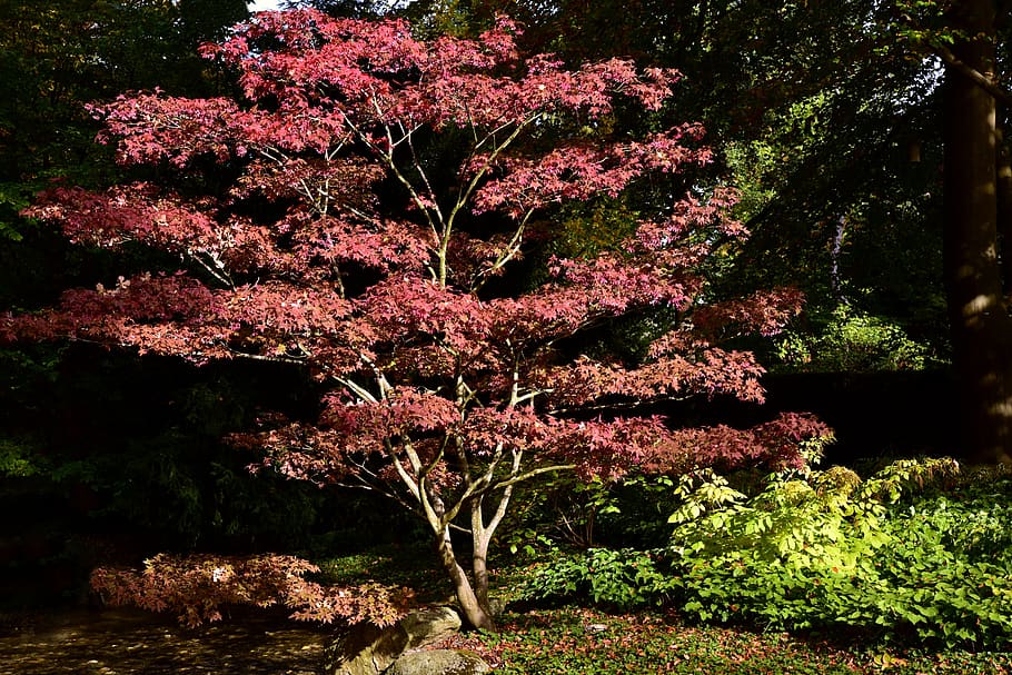 maple, maple tree, nature, leaves, autumn, leaf, red, green HD wallpaper