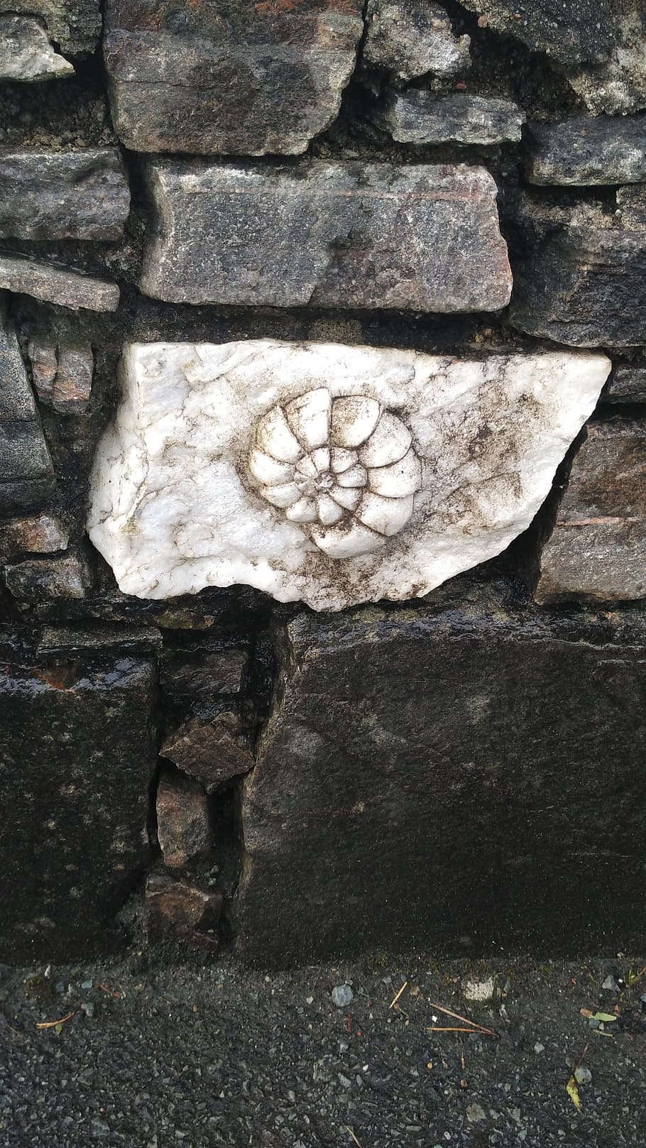 Fossil, Rock, Sassi, Plaster, rocks, stones, wall, white, stone material HD wallpaper