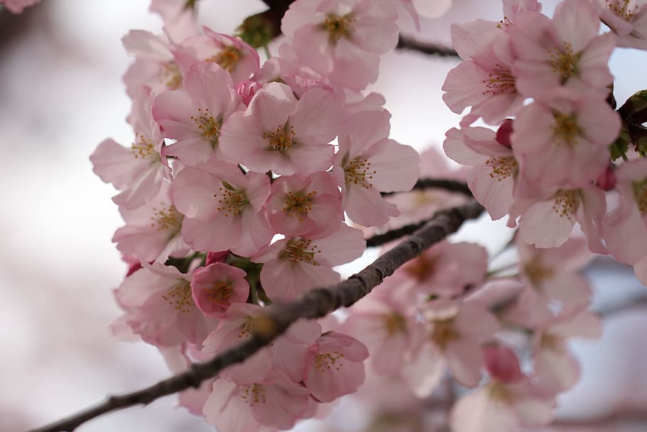 Flower, Blossom, Cherry, Spring, Spring, Bloom, floral, petal HD wallpaper