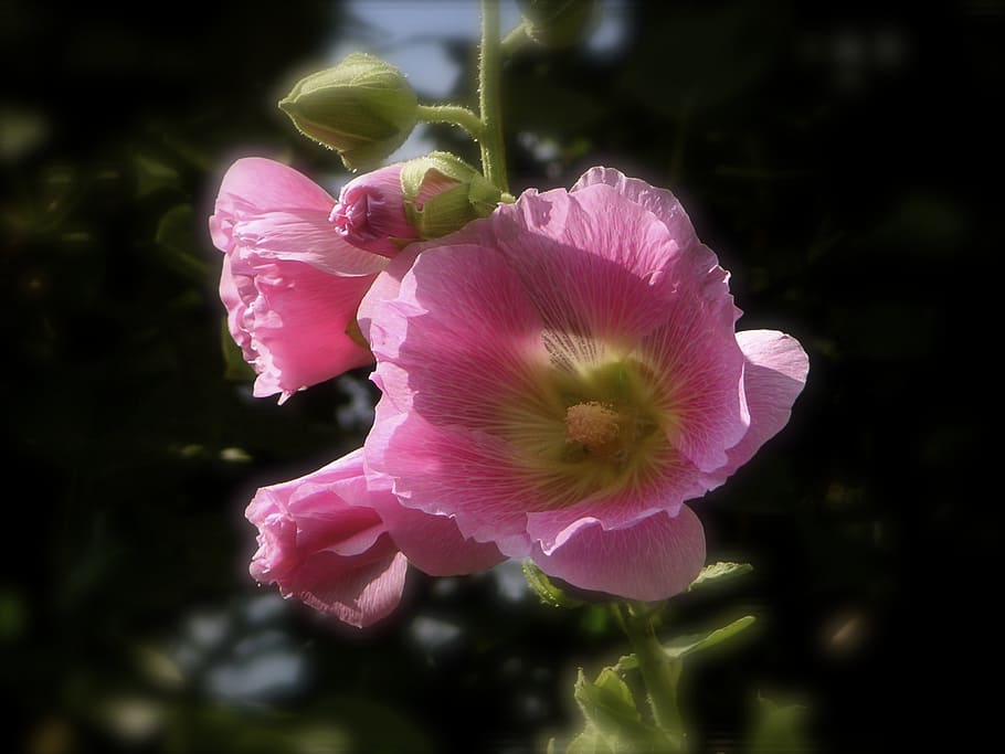 stock rose, pink flower, stock rose garden, mallow, malvaceae