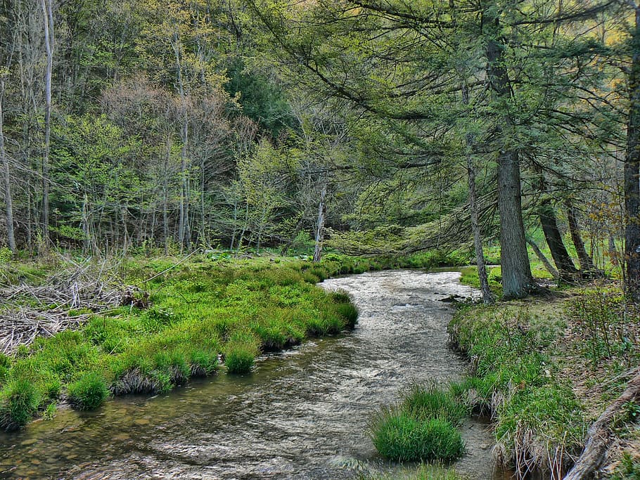 stream, forest, nature, river, water, green, outdoors, spring HD wallpaper