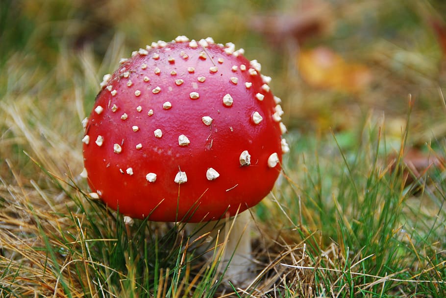 fungus, red, poison, nature, fly Agaric Mushroom, poisonous HD wallpaper