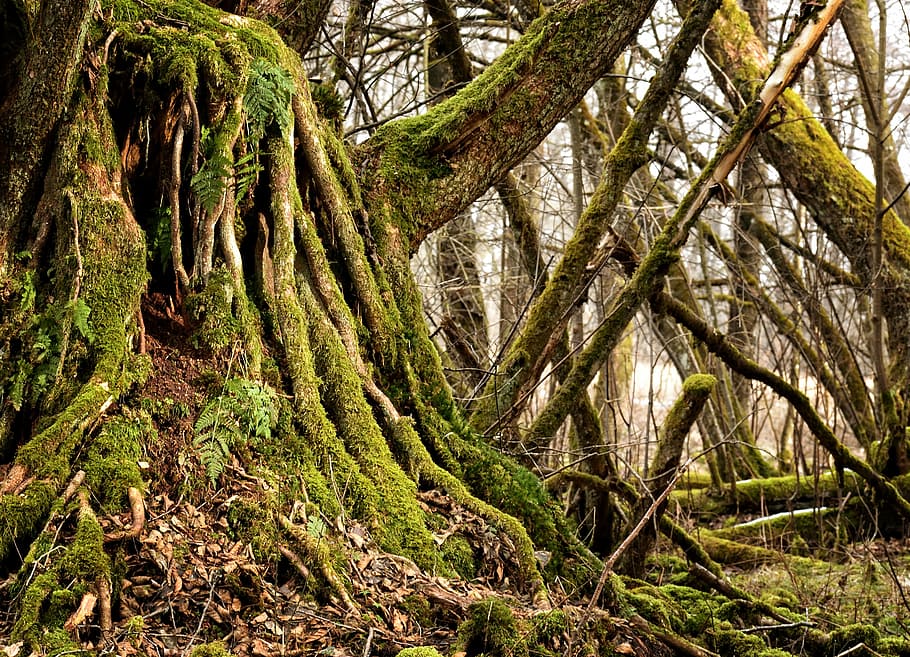 green leafed tree, root, old, tree root, nature, log, plant HD wallpaper