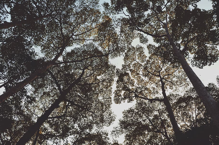 low angle photo of trees, leaves, sky, branches, nature, winter HD wallpaper