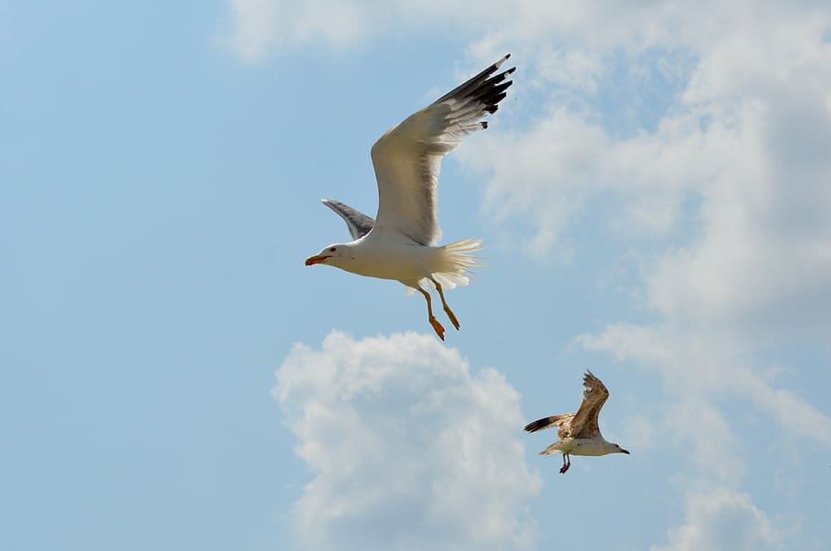 two white seabirds, seagull, flight, sky, wings, flying, animals in the wild HD wallpaper