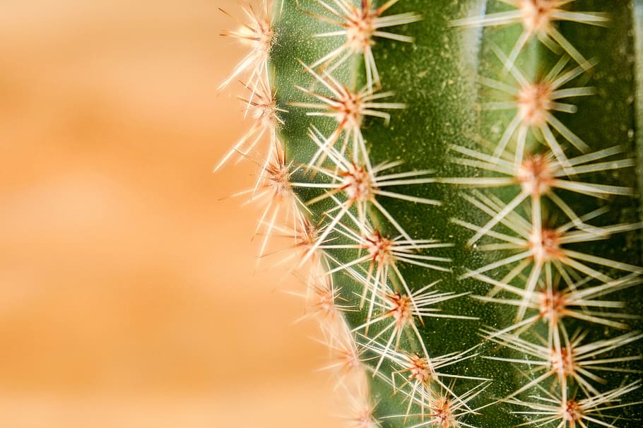 cactus, green, prickly, spur, desert, warm, dry, plant, succulent plant HD wallpaper