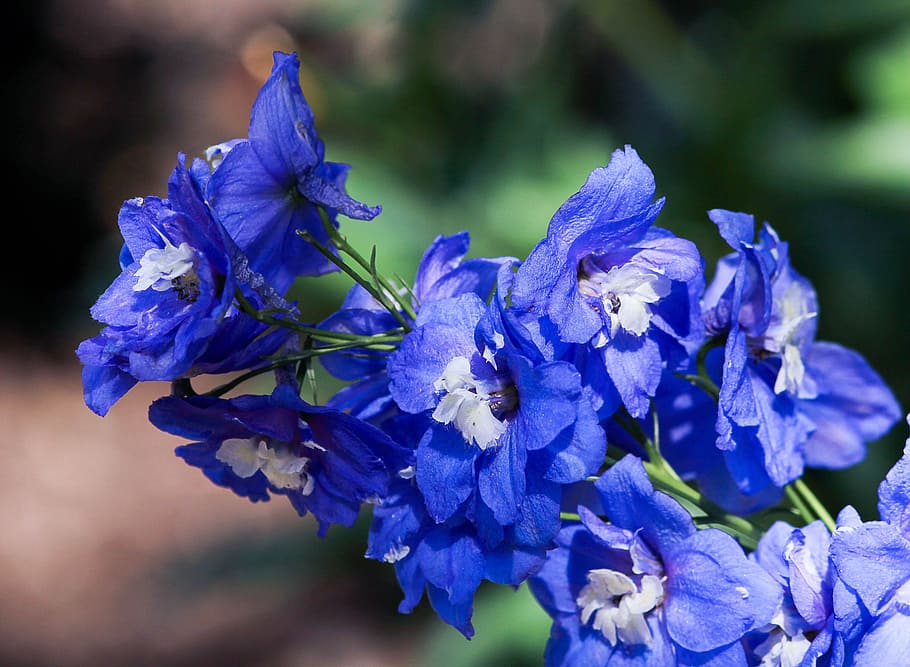 blue-petaled flowers on bloom selective focus photo, Larkspur