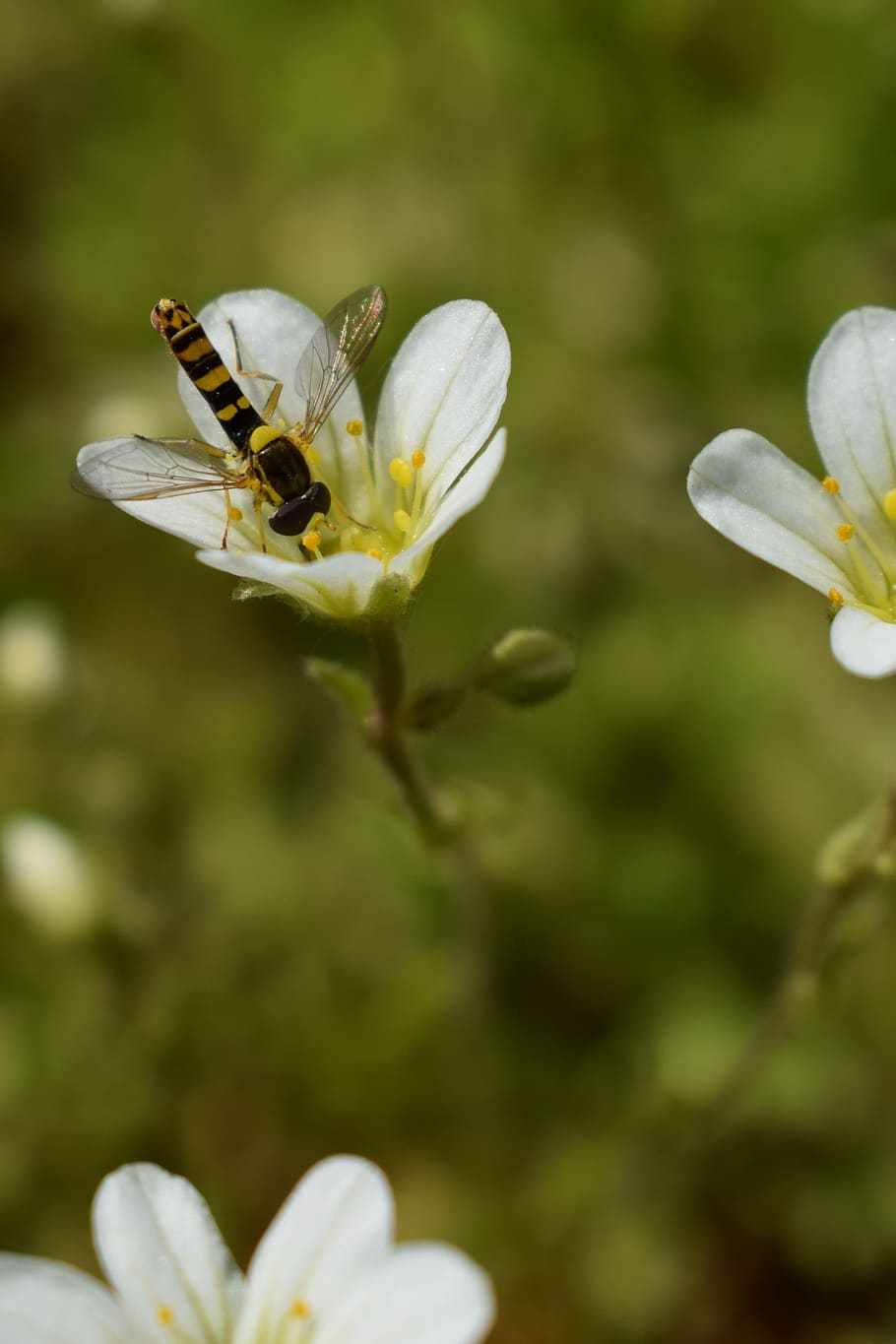 hoverfly, flower, white, insect, flowering plant, fragility HD wallpaper