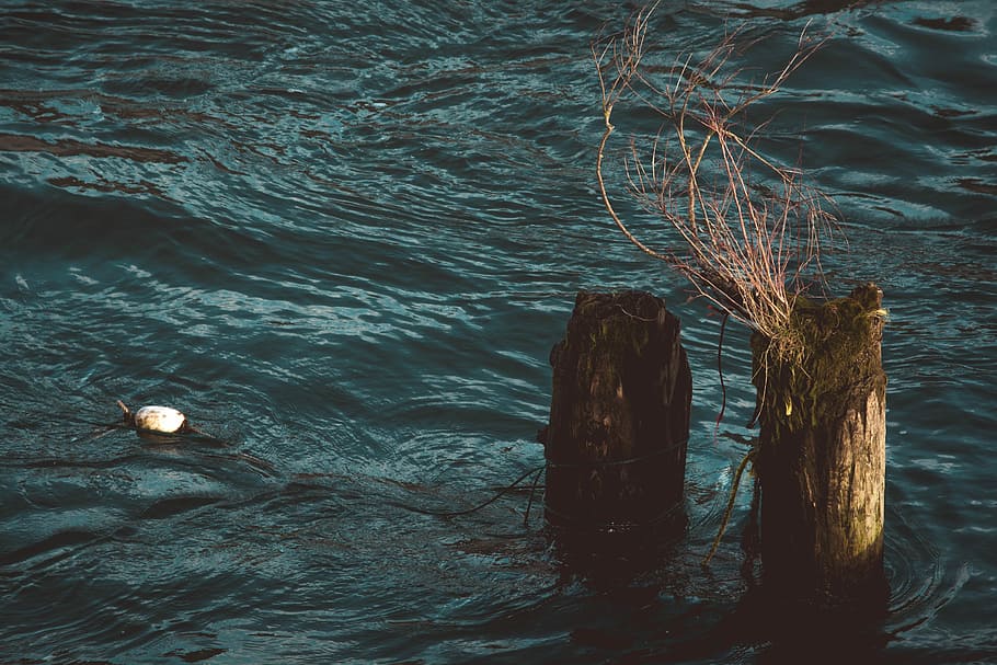 tree branch on body of water, black, branches, brown, cyan, green HD wallpaper
