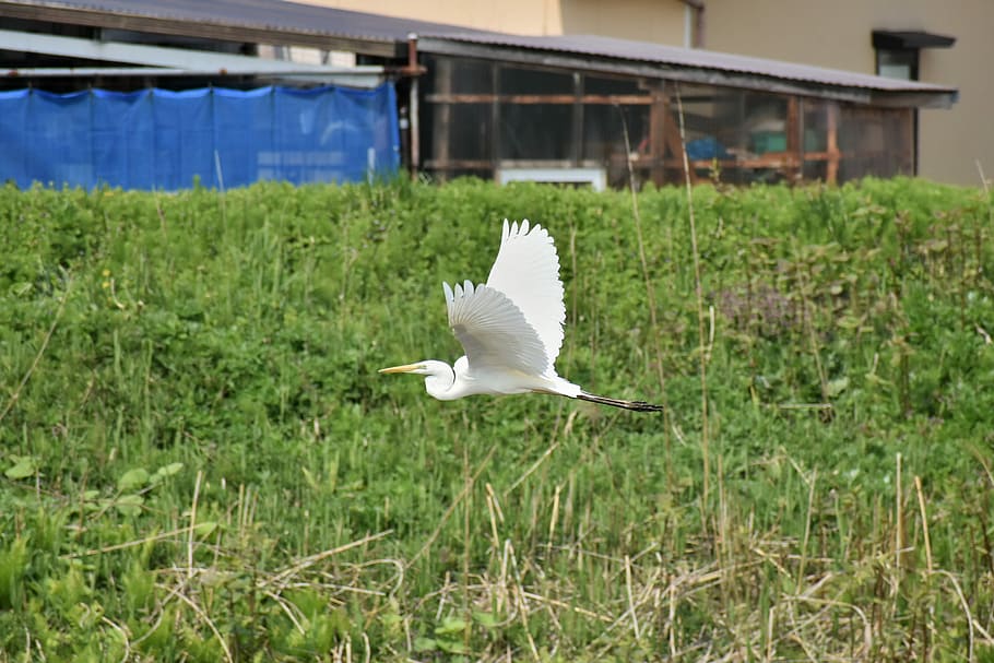 animal, river, waterside, grass, bird, wild birds, heron, egret HD wallpaper