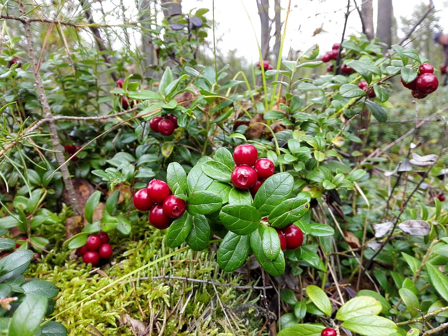 forest, berry, cowberry, fruit, food and drink, healthy eating HD wallpaper