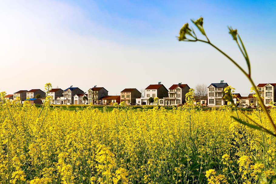 Rape, Spring, March, agriculture, nature, oilseed Rape, rural Scene HD wallpaper