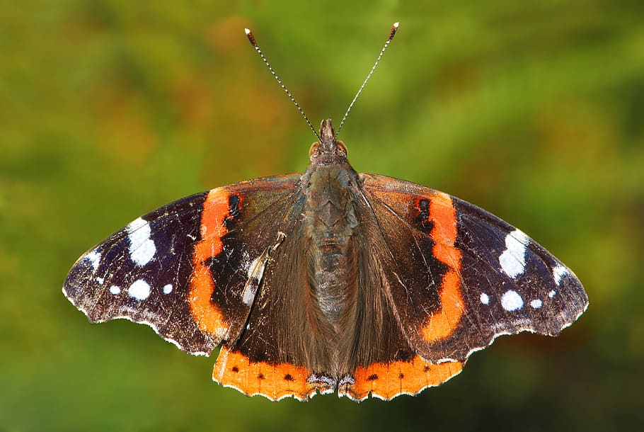 Red Admiral Butterfly -- Vanessa atalanta, bug, photo, insect, HD wallpaper