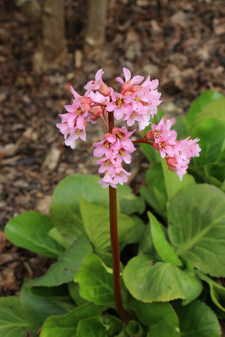 Flower, Pink, Spring, Nature, Plant, pink flower, primrose HD wallpaper