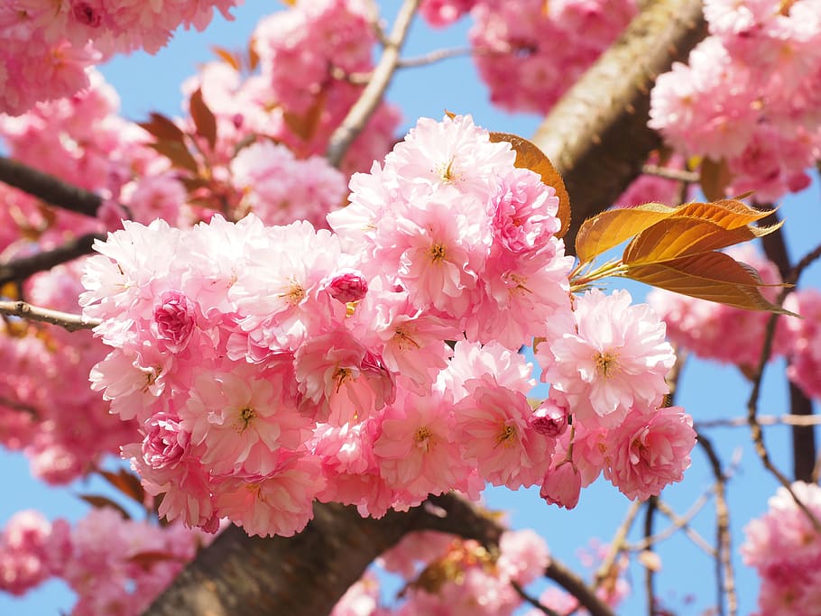 cherry blossom, japanese cherry, smell, bloom, japanese flowering cherry