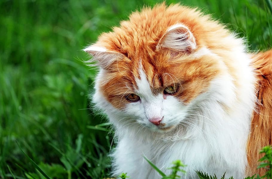 orange Tabby Maine coon, cat, red tomcat, mackerel, grass, portrait HD wallpaper