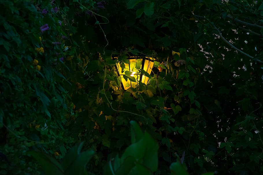lamp, vegetation, dusk, leaf, plant, plant part, night, growth HD wallpaper
