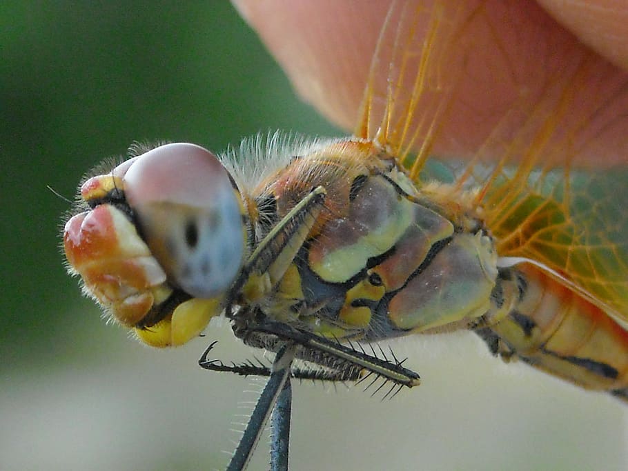 dragonfly, multicolored, insect, hunting, closeup, macro, animal themes HD wallpaper