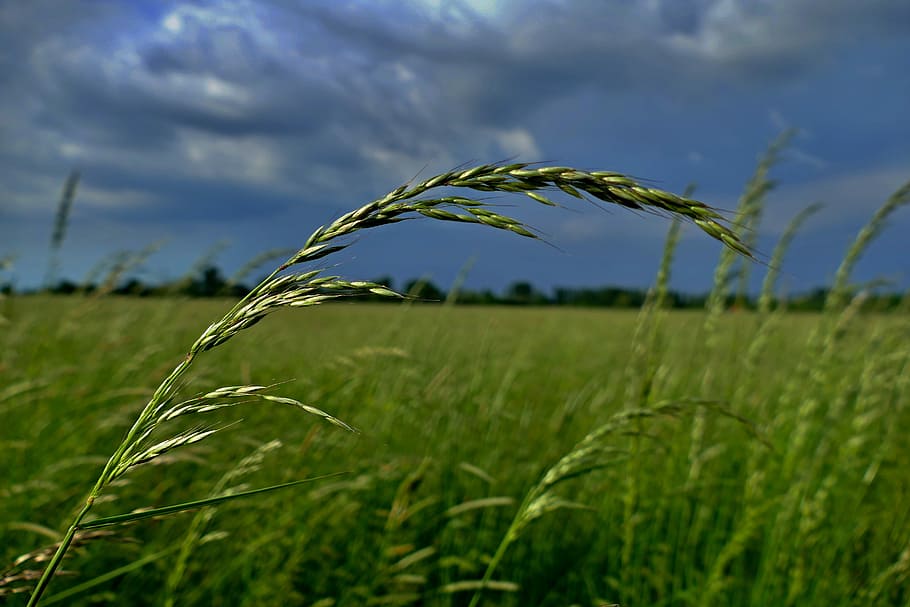 meadow, grass, sky, obalky, nature, spring, green grass, the clouds HD wallpaper